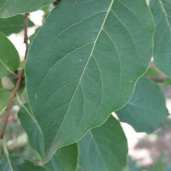 Diospyros lotus Leaf