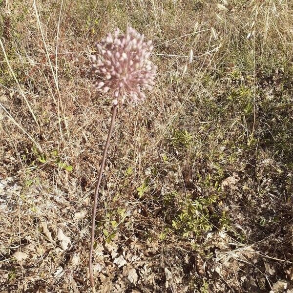 Allium ampeloprasum Blodyn