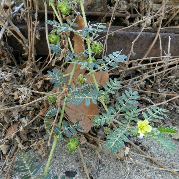 Tribulus terrestris Hábito