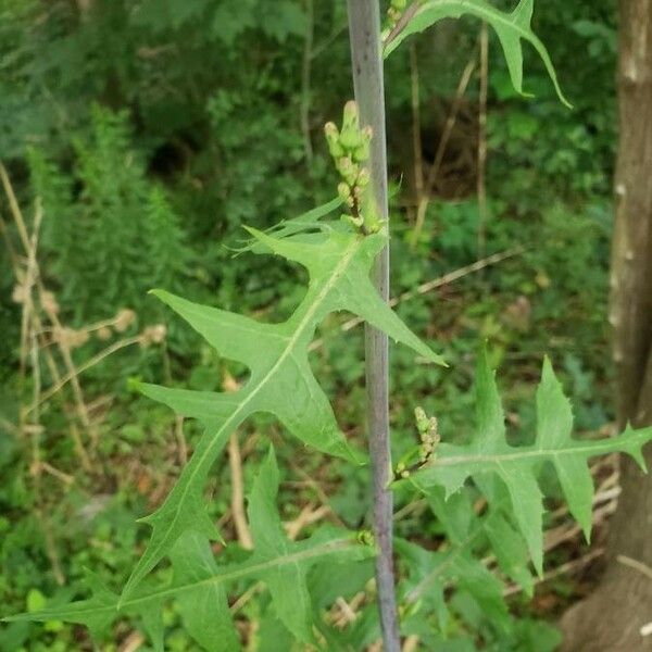 Lactuca biennis Листок