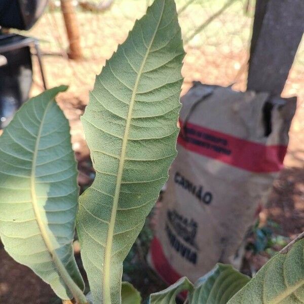 Eriobotrya japonica Leaf