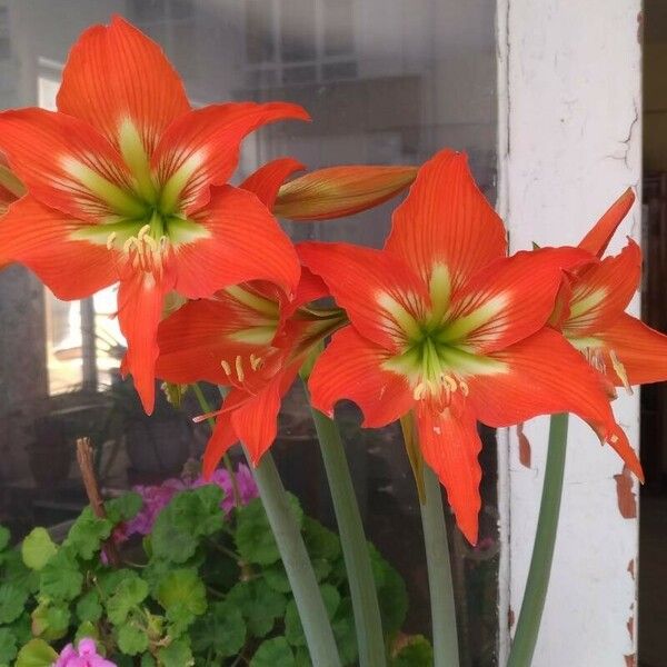 Hippeastrum puniceum Flower