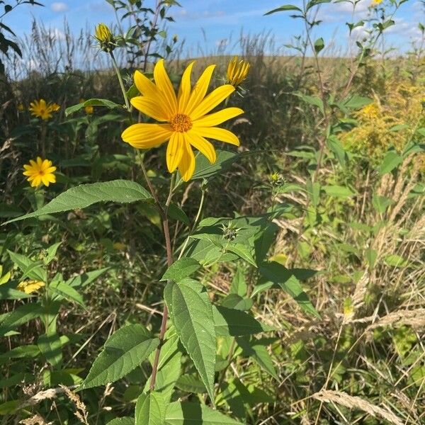 Helianthus divaricatus Blomst