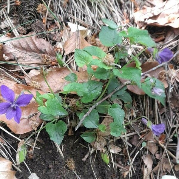 Viola reichenbachiana Hàbitat