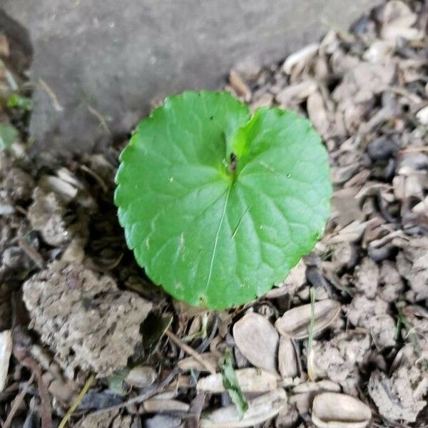 Centella asiatica Fuelha