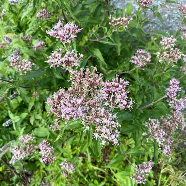 Eutrochium purpureum Flor