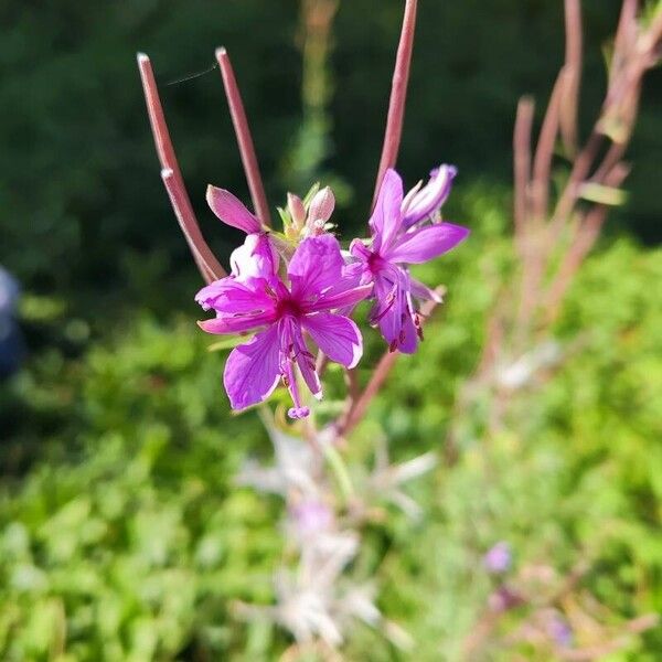 Epilobium dodonaei 花