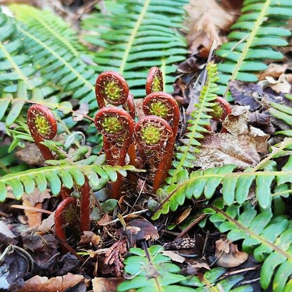 Dryopteris fragrans Листок