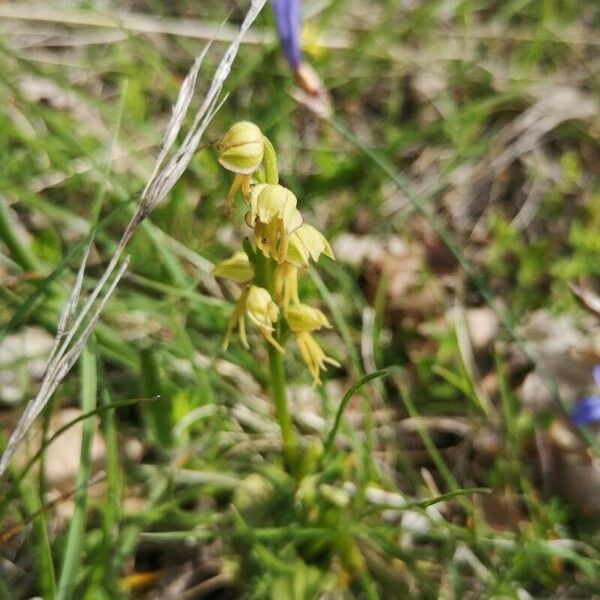 Herminium monorchis Blüte