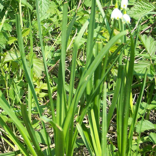 Leucojum aestivum Folha