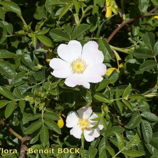Rosa pouzinii