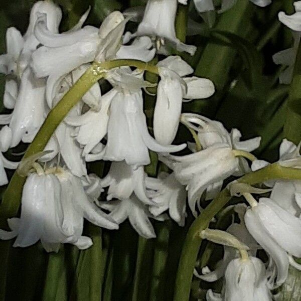 Hyacinthoides hispanica Квітка