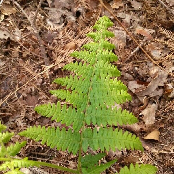 Pteridium aquilinum Lehti