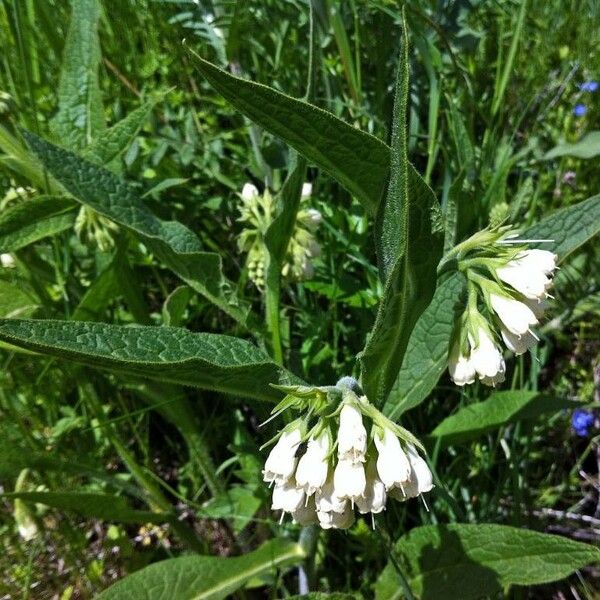 Symphytum officinale Floare