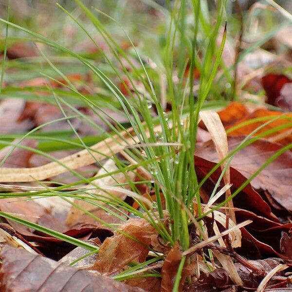 Carex alba Tervik taim