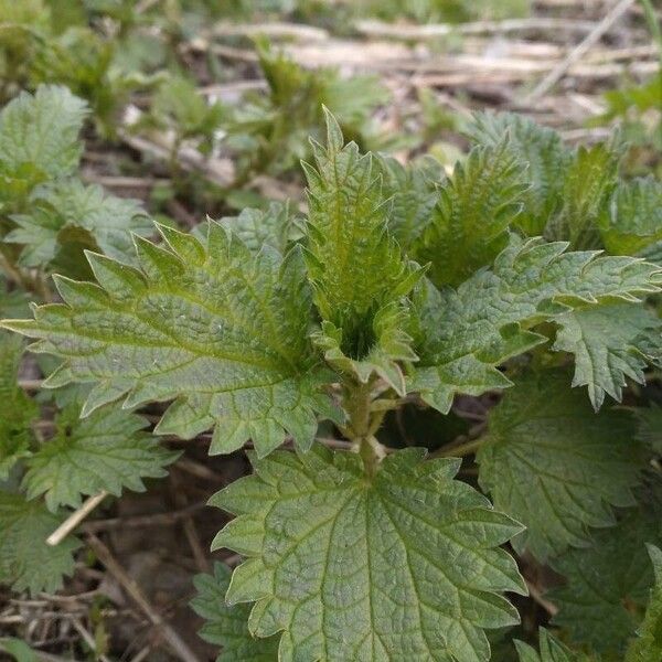 Urtica dioica Liść