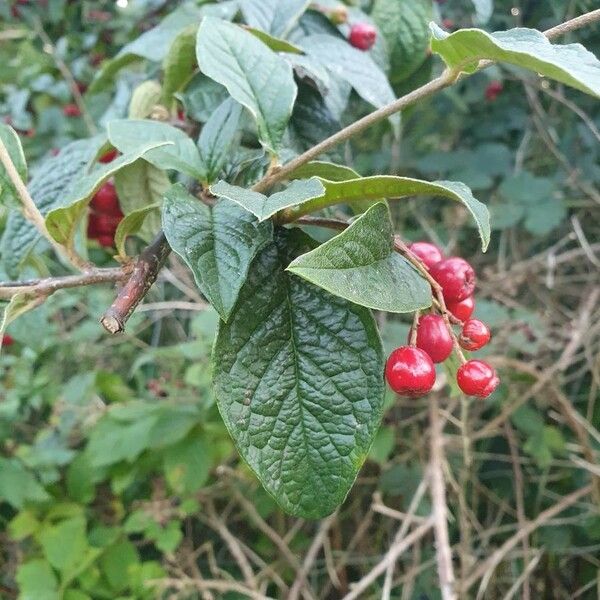 Cotoneaster bullatus Folio