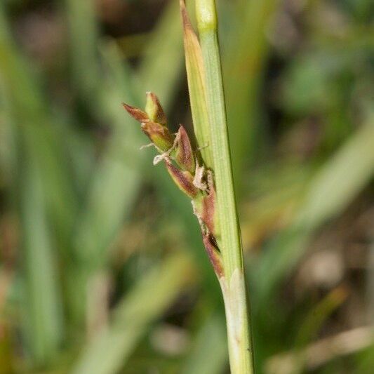 Carex vaginata Azala