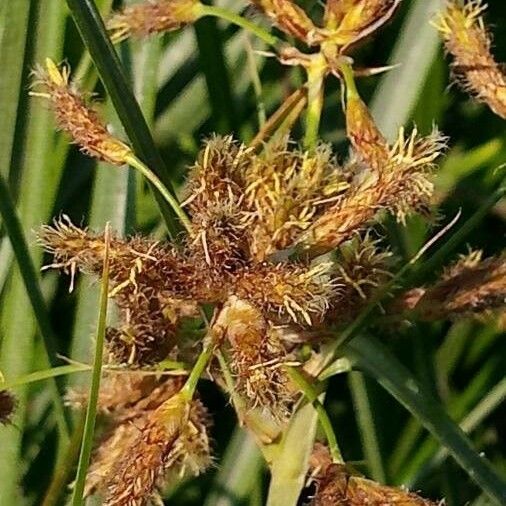 Bolboschoenus maritimus 花