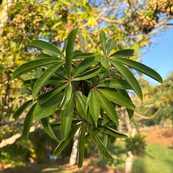 Ceiba pentandra برگ