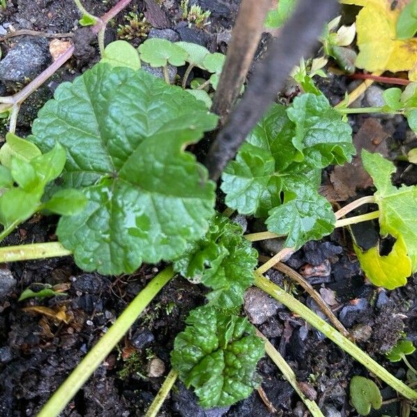 Malva verticillata Liść