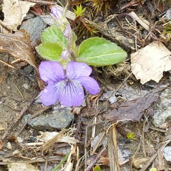 Viola sagittata Cvet