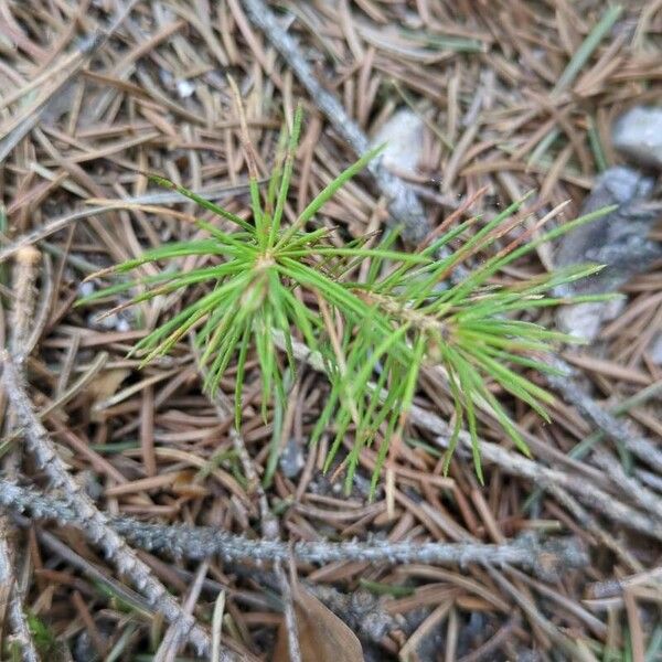 Picea sitchensis Leaf