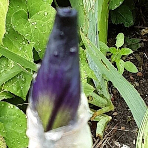 Iris pumila Flower