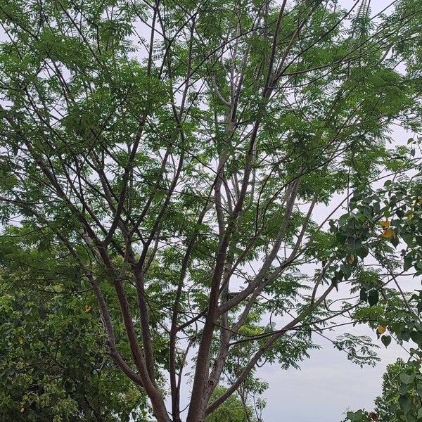 Albizia amara Blad