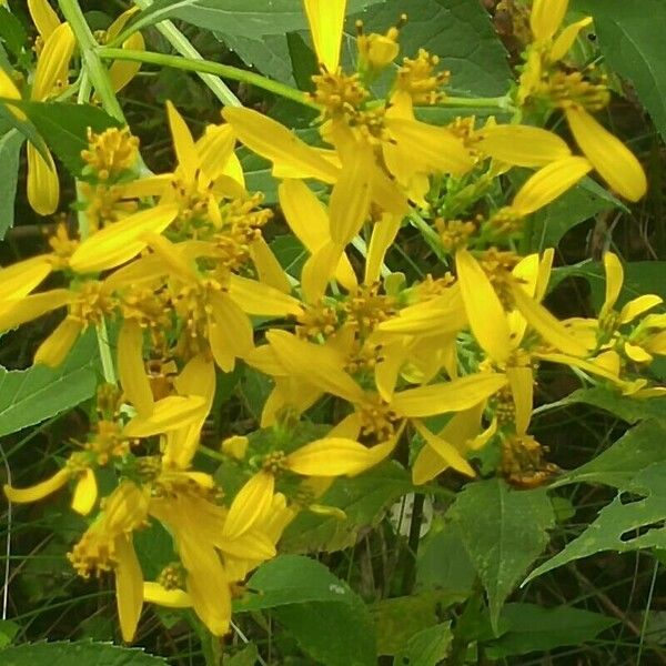 Verbesina occidentalis Flower