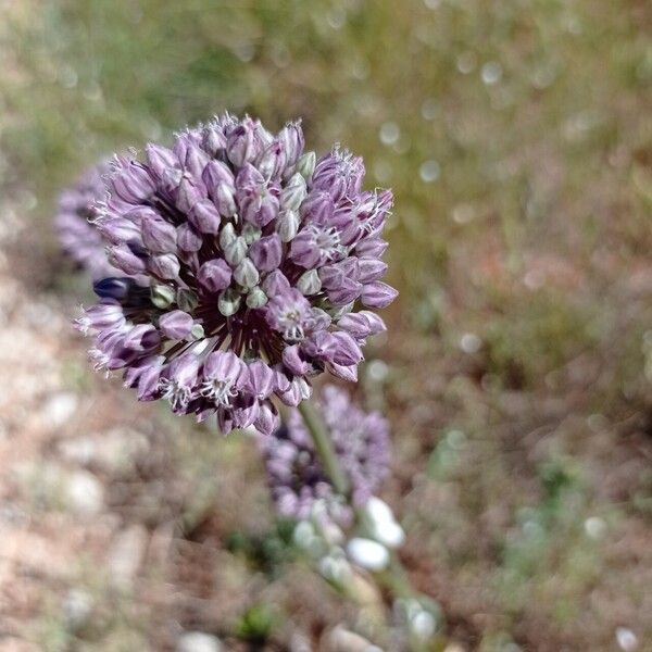 Allium atroviolaceum 花