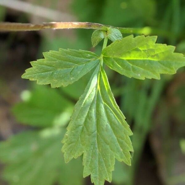 Geum rivale Leaf