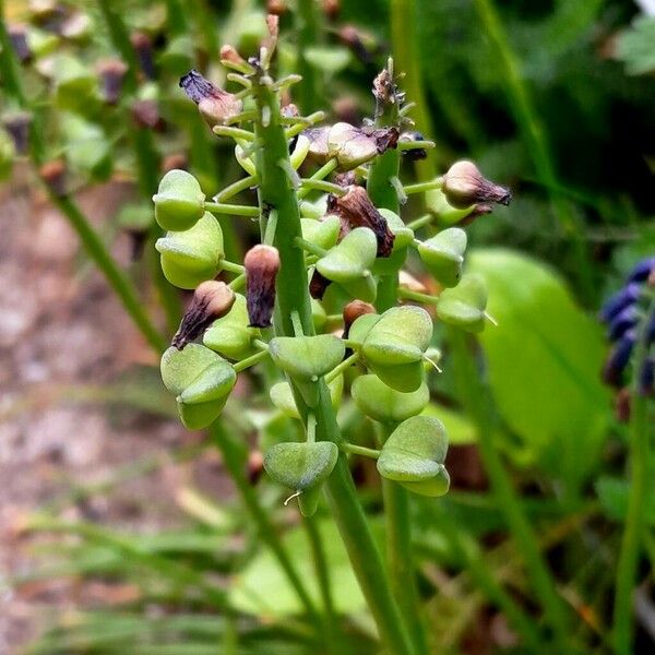 Muscari neglectum 果實