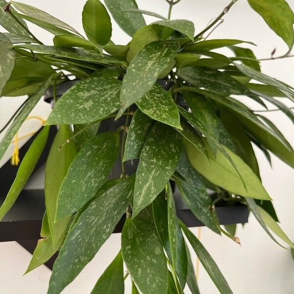 Hoya carnosa Leaf