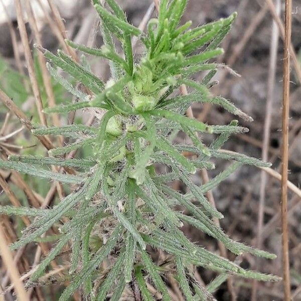 Ajuga chamaepitys Deilen