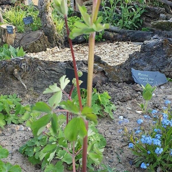 Aquilegia nigricans Kabuk