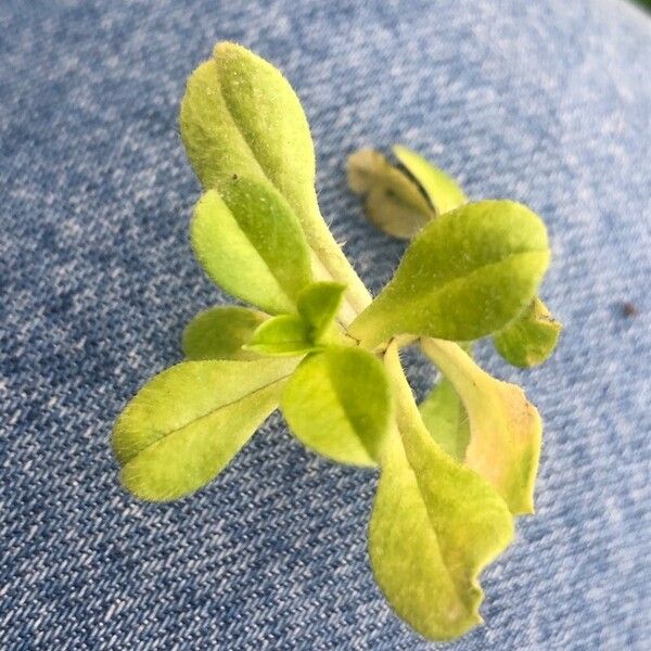 Cerastium glomeratum 叶