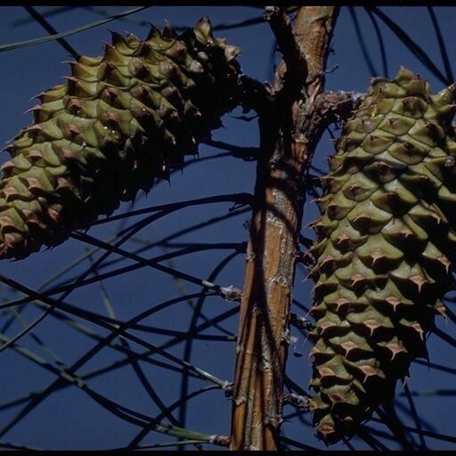 Pinus attenuata Плод