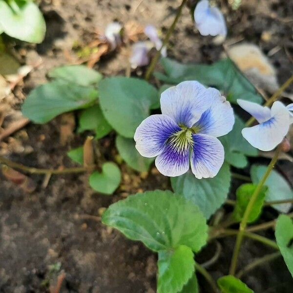 Viola sororia Cvet