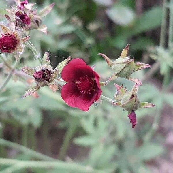 Potentilla thurberi 花