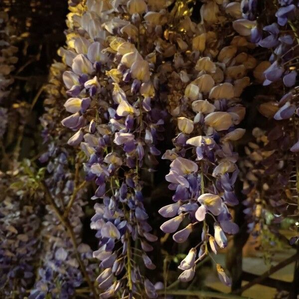 Wisteria sinensis Virág