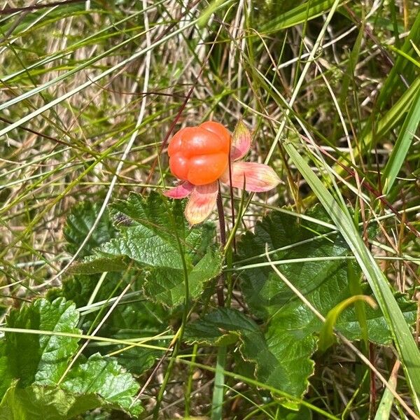 Rubus chamaemorus Fruit