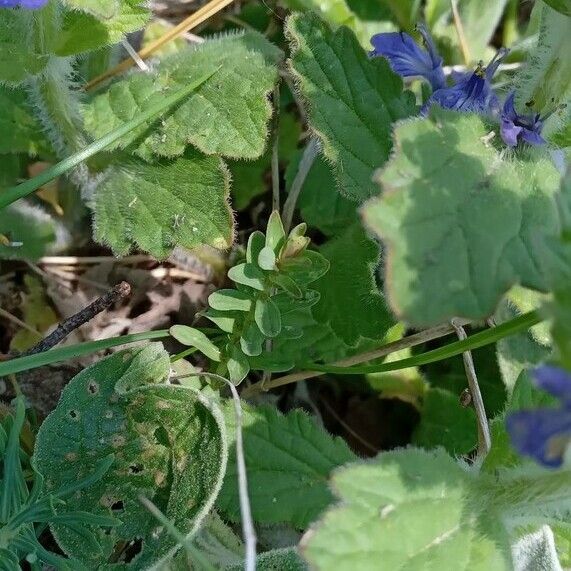 Ajuga genevensis Blatt