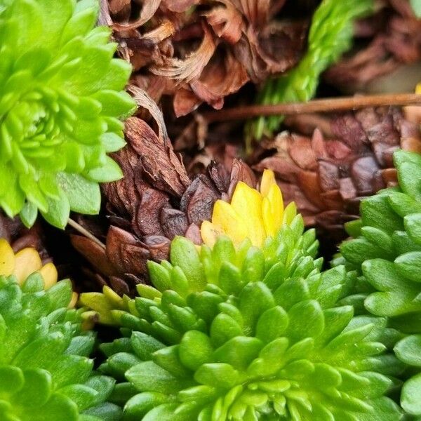 Saxifraga rosacea Feuille