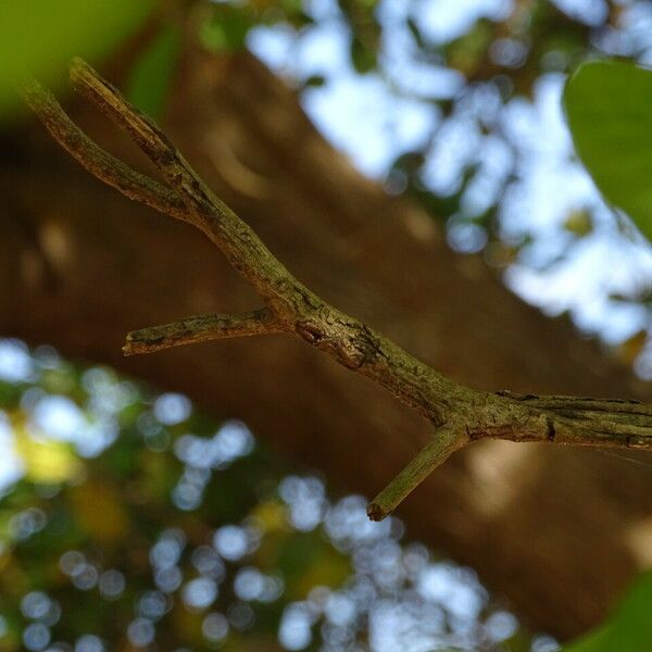 Anacardium occidentale Ŝelo