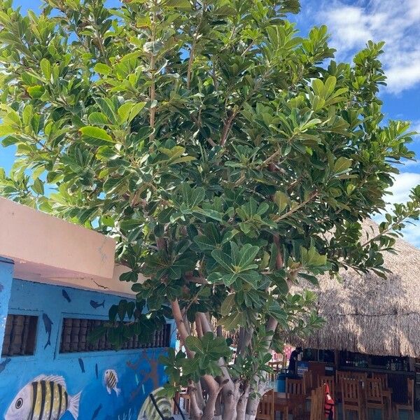 Ficus obtusifolia Характер