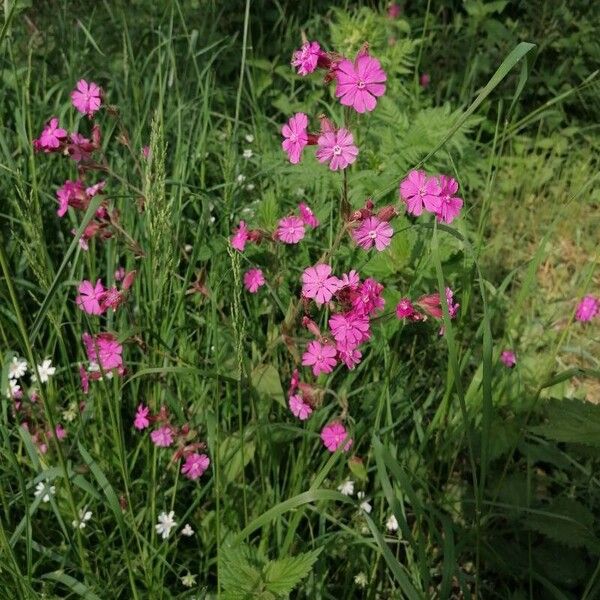 Lychnis flos-jovis Flower