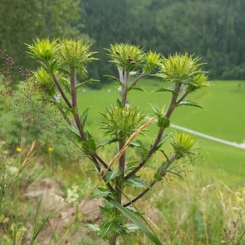 Carlina vulgaris Cvet