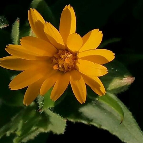 Calendula arvensis Floare