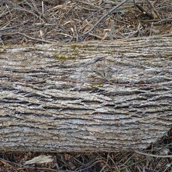 Fraxinus americana Bark